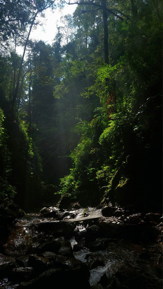 amacaron's tweet image. 🌳 start-the-day by exploring the forest (&amp;amp;.) nature is always the best place.