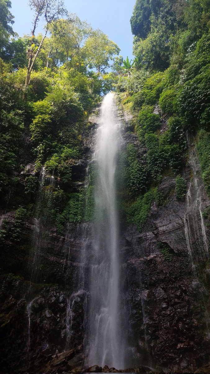 amacaron's tweet image. 🌳 start-the-day by exploring the forest (&amp;amp;.) nature is always the best place.