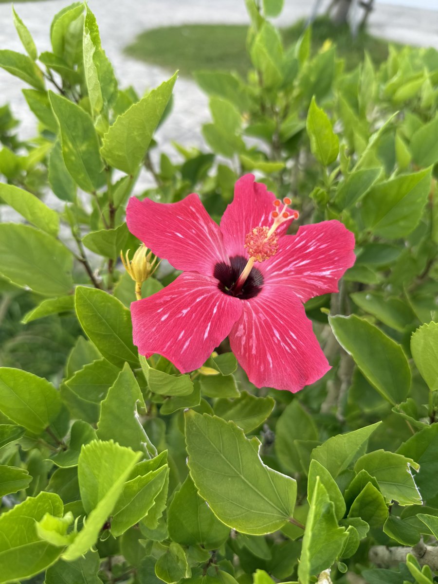 bnn_211's tweet photo. 沖縄行かせていただきました🌺🏝️ https://t.co/uR7zLhzVka