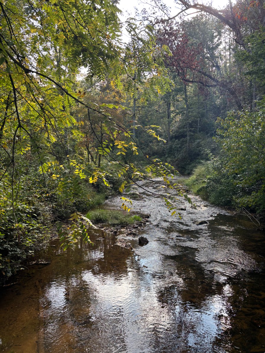 skammin's tweet photo. Today I walked 5 miles in Pisgah forest and made lasagna for dinner :) https://t.co/kdUmEwkhSc