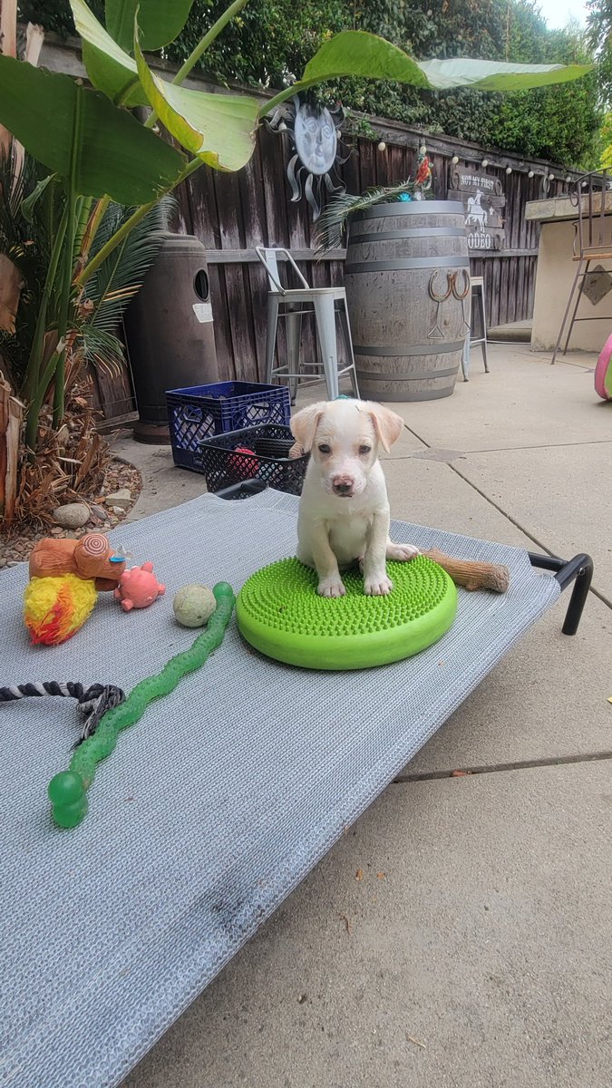 LovebugsRescue's tweet image. Ash showing off his agility skills. 📚🎓🚌
.
.
#lovebugsrescue #instadog #dogstagram #rescued #love #dog