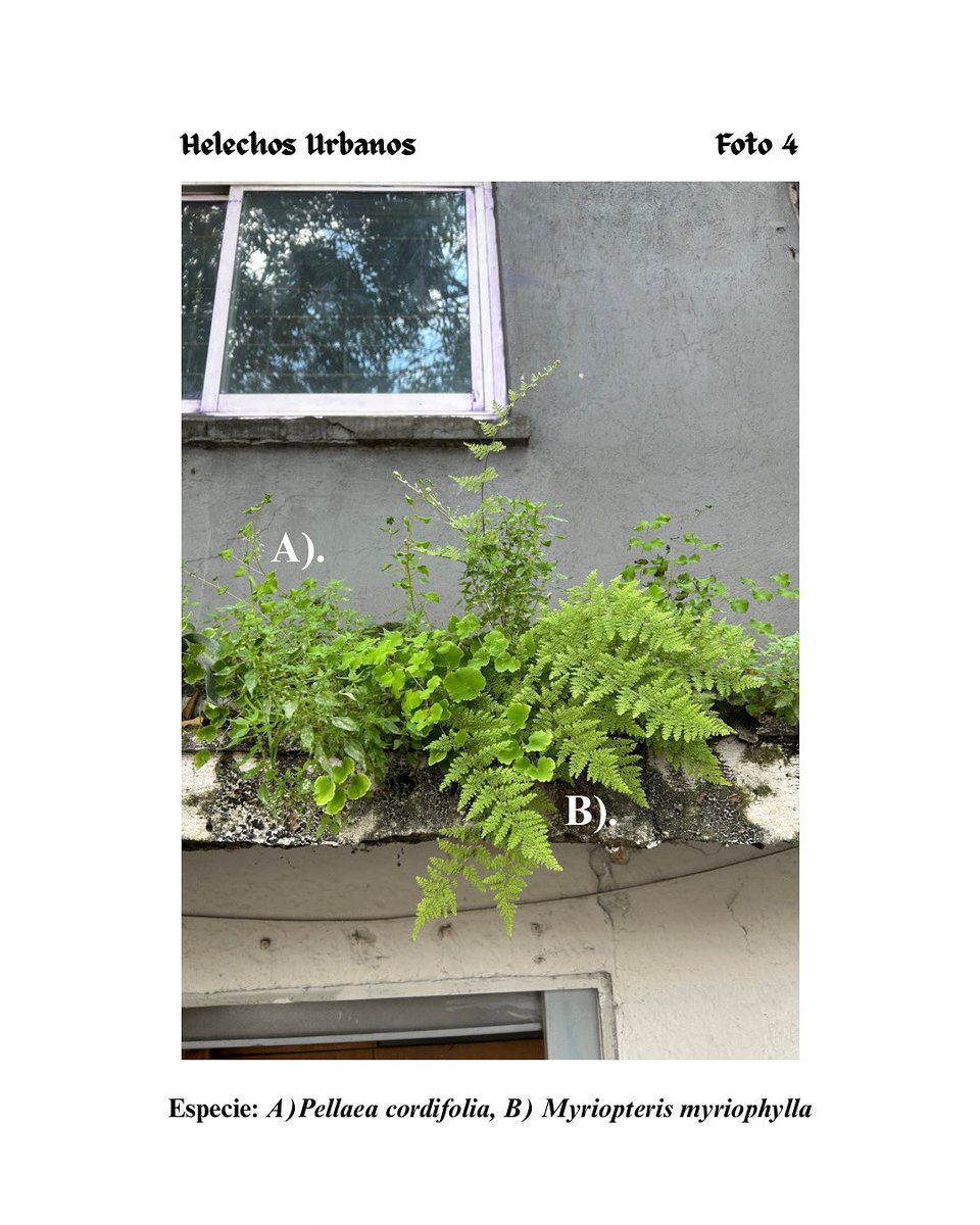 Nueva foto en la serie: Helechos Urbanos 🌿