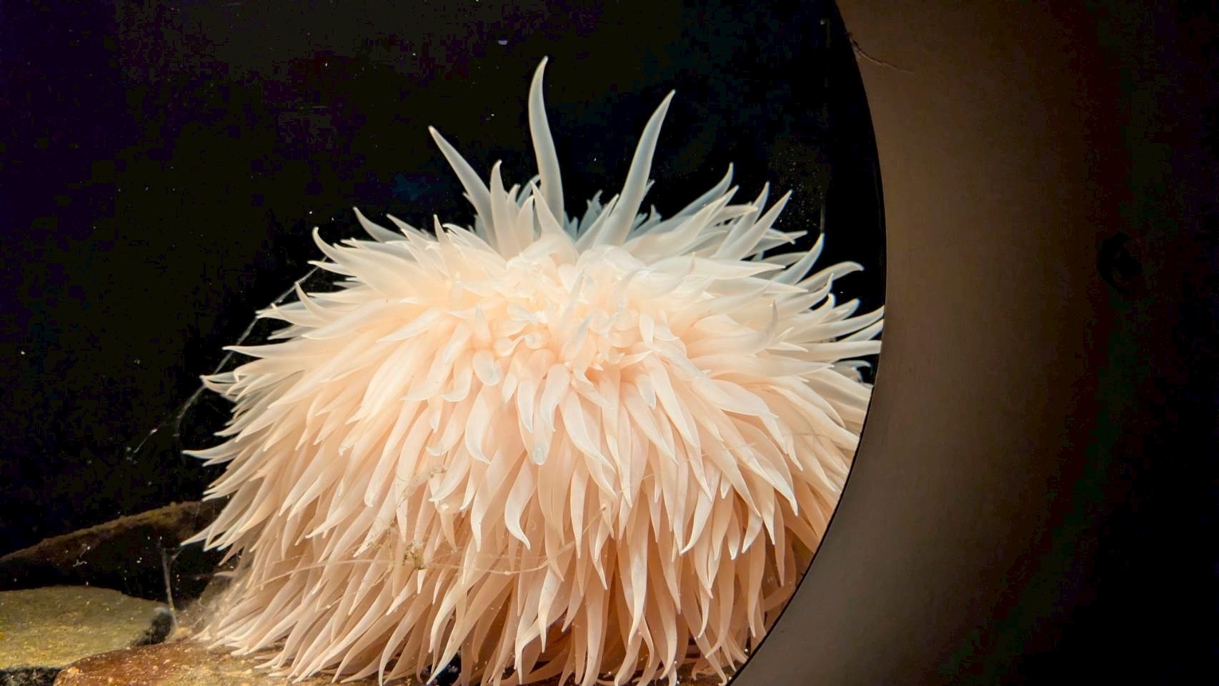 ❤️高品質のレアな深海島アクアマリン❤️ 1093E651-229F-4FD6-A666-