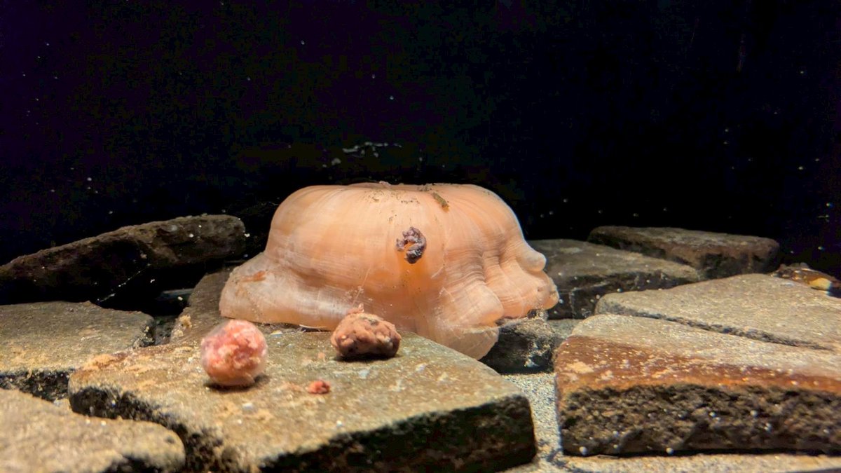 ❤️高品質のレアな深海島アクアマリン❤️ ニヒルなブルー☆濃い色のアクアマリン 0.22ct | 宝石つむり