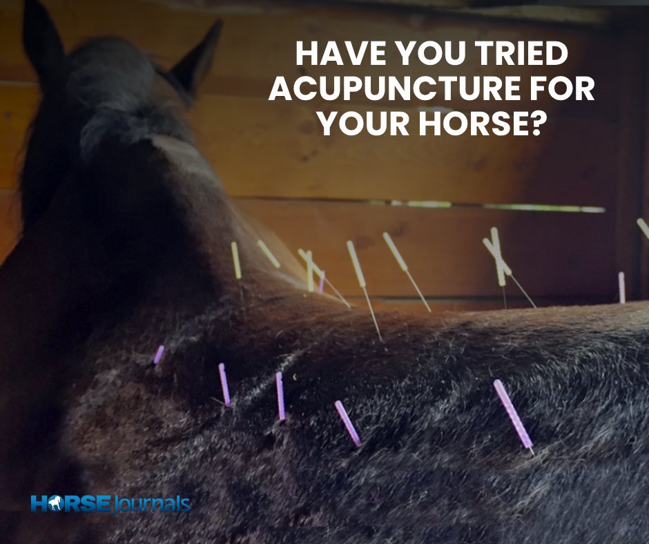 Have you tried acupuncture for your horse? What are your thoughts? 🤔🐴

The field of equine medicine is experiencing a period of exciting growth &amp; alternative therapies like acupuncture are gaining popularity for treating various conditions in horses.

🔗 horsejournals.com/horse-care/alt…