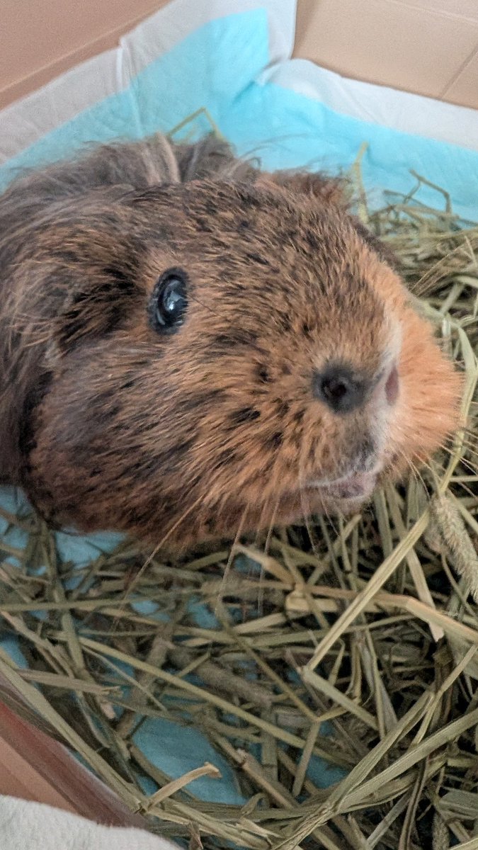 気まぐれちゃ tweet media