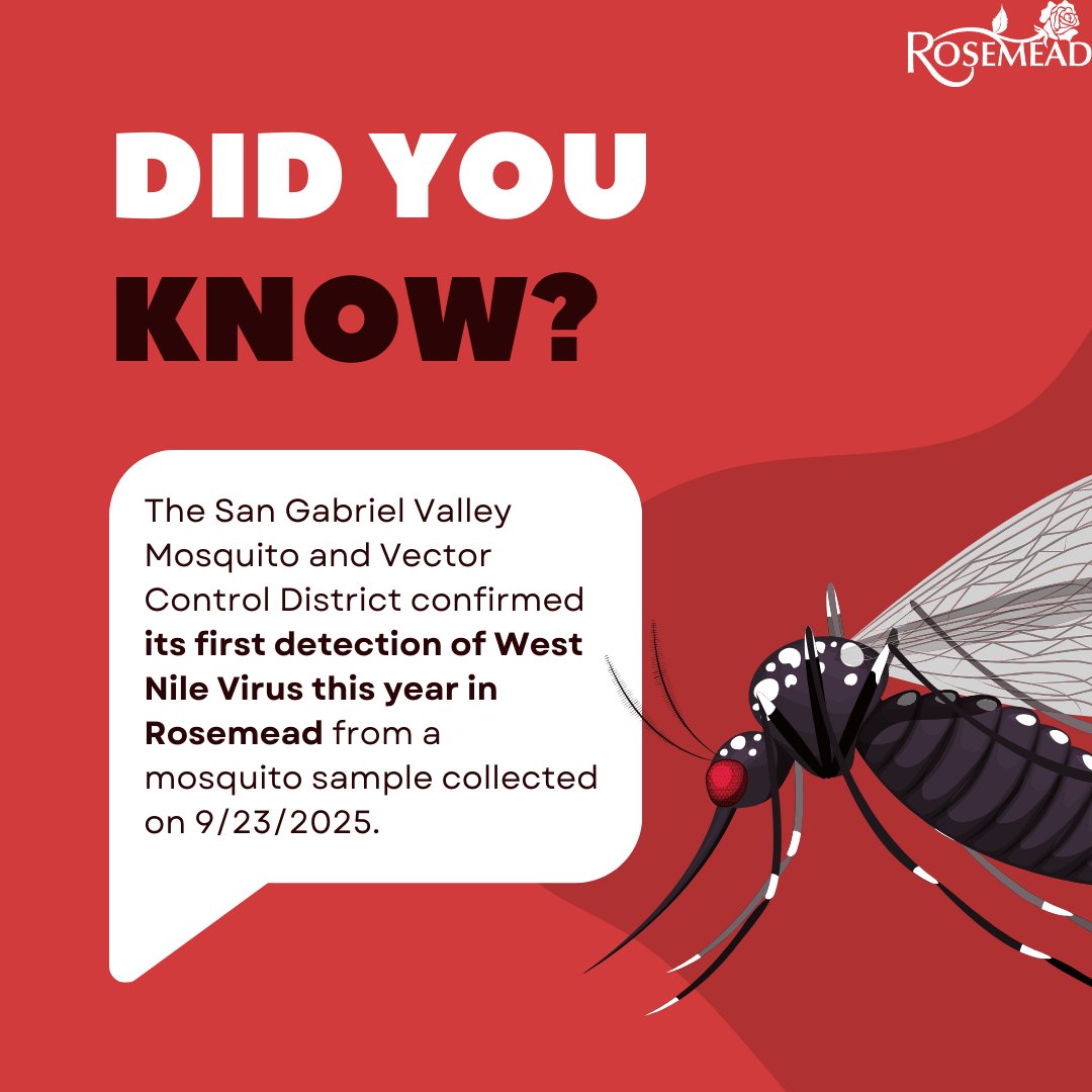 CityofRosemead's tweet photo. 🦟  West Nile Virus Detected in Rosemead 🦟 

The San Gabriel Valley Mosquito and Vector Control District (SGVMVCD) has confirmed the first West Nile Virus (WNV) detection of the year in Rosemead. The positive mosquito sample was collected on September 23rd.

West Nile Virus is spread by infected mosquitoes. There’s no cure or vaccine, and symptoms, like fever, headache, and rash, can be serious.

✅ Protect yourself & your neighborhood by:
Dumping standing water weekly (gutters, buckets, etc.)
Maintaining pools, spas, and ponds
Refreshing pet dishes and bird baths
Using insect repellent outdoors
Reporting neglected pools to SGVMVCD

Together, we can fight the bite!

#CityofRosemead #WestNileVirus #PublicSafety #PublicHealth