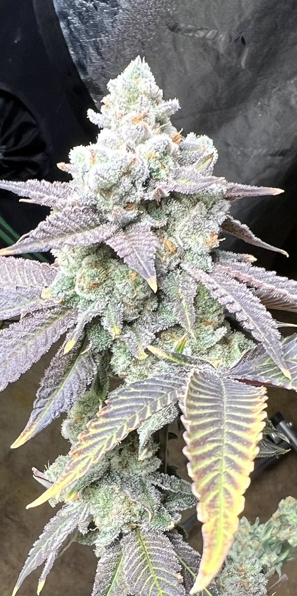 🚨 Do you train your plants? ⚠️

This is my first solo plant grow and this girl is in BEAST MODE! 💪🏻 One day after a training sesh and she’s bounced back. 

I’ll let her veg a couple more weeks then flip to flower 💯

✅ 45gal pot w/ home-made organic soil💥

My selection of