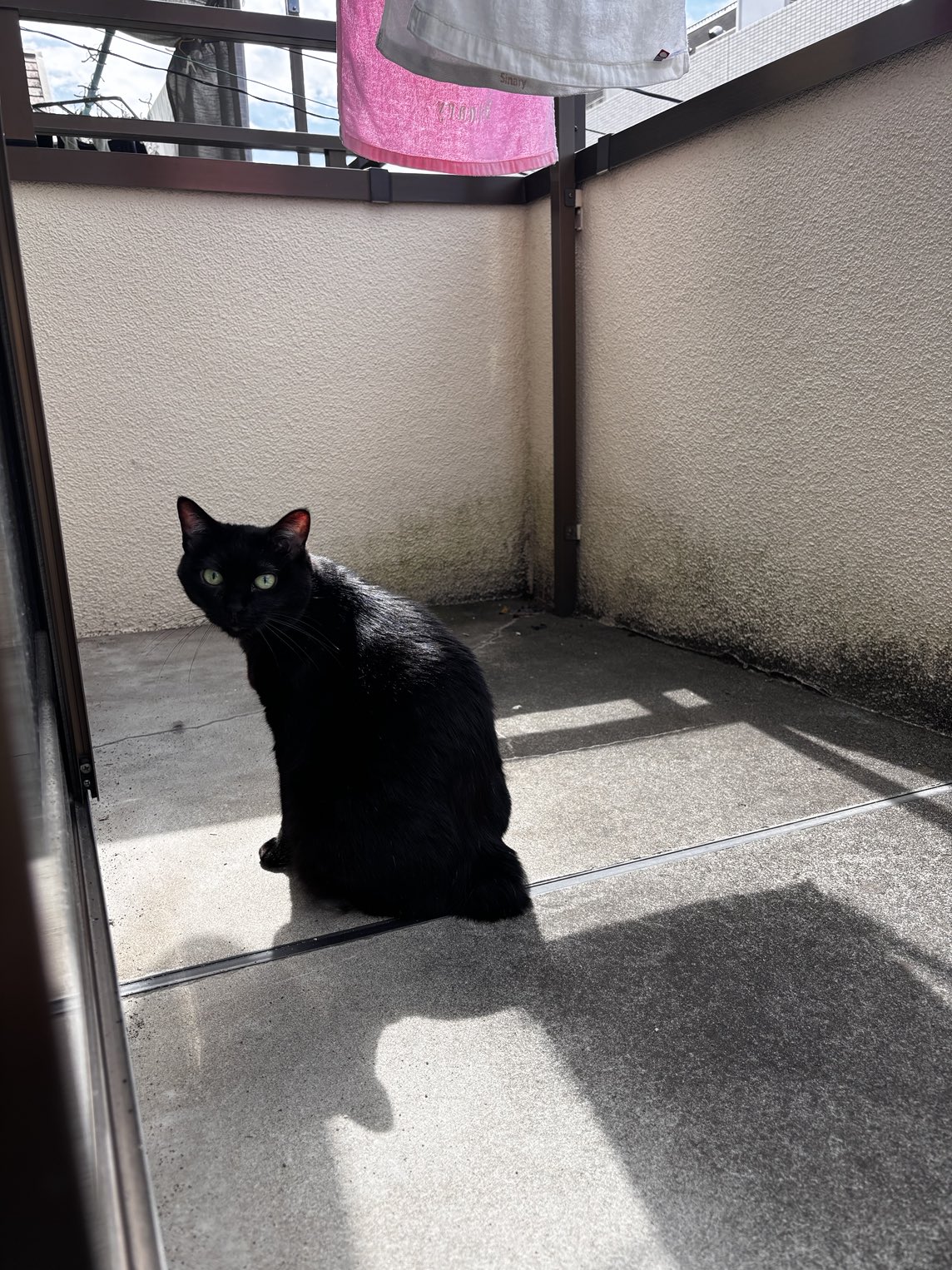 ふう 🐈🐈‍⬛ on X: 