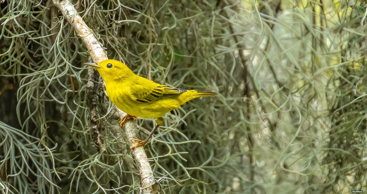 birdnestworld's tweet image. Yellow Glow Among the Spanish Moss📷📷........Yellow Warbler!!!!!!!!!!

Jacksonville, Florida.

#warbler #yellowwarbler #FallMigration #birdwatchingphotography #floridabirding #ebirdfrontpage #floridabirds #jacksonvilleflorida #JacksonvilleFL #duvalaudubon #AudubonAmericas