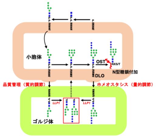 【研究成果】脂質結合糖鎖の新規分解機構を解明-アスパラギン結合型糖鎖代謝制御の全容解明に向けた一歩-
a.u-tokyo.ac.jp/topics/topics_…
#東京大学 #農学部 #脂質結合糖鎖 #酵素 #タンパク室 #CRIIM