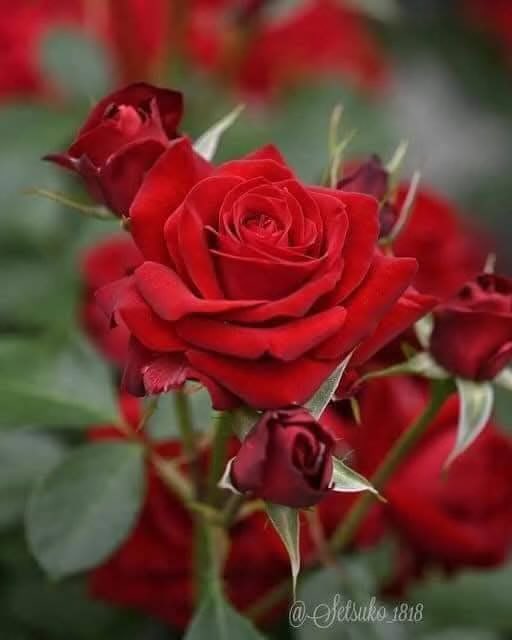 اعطِ من حولك فرحًا
تجد صداهُ في قلبك !

🌹🌹🌹#صباح_الوررد 🌹🌹🌹