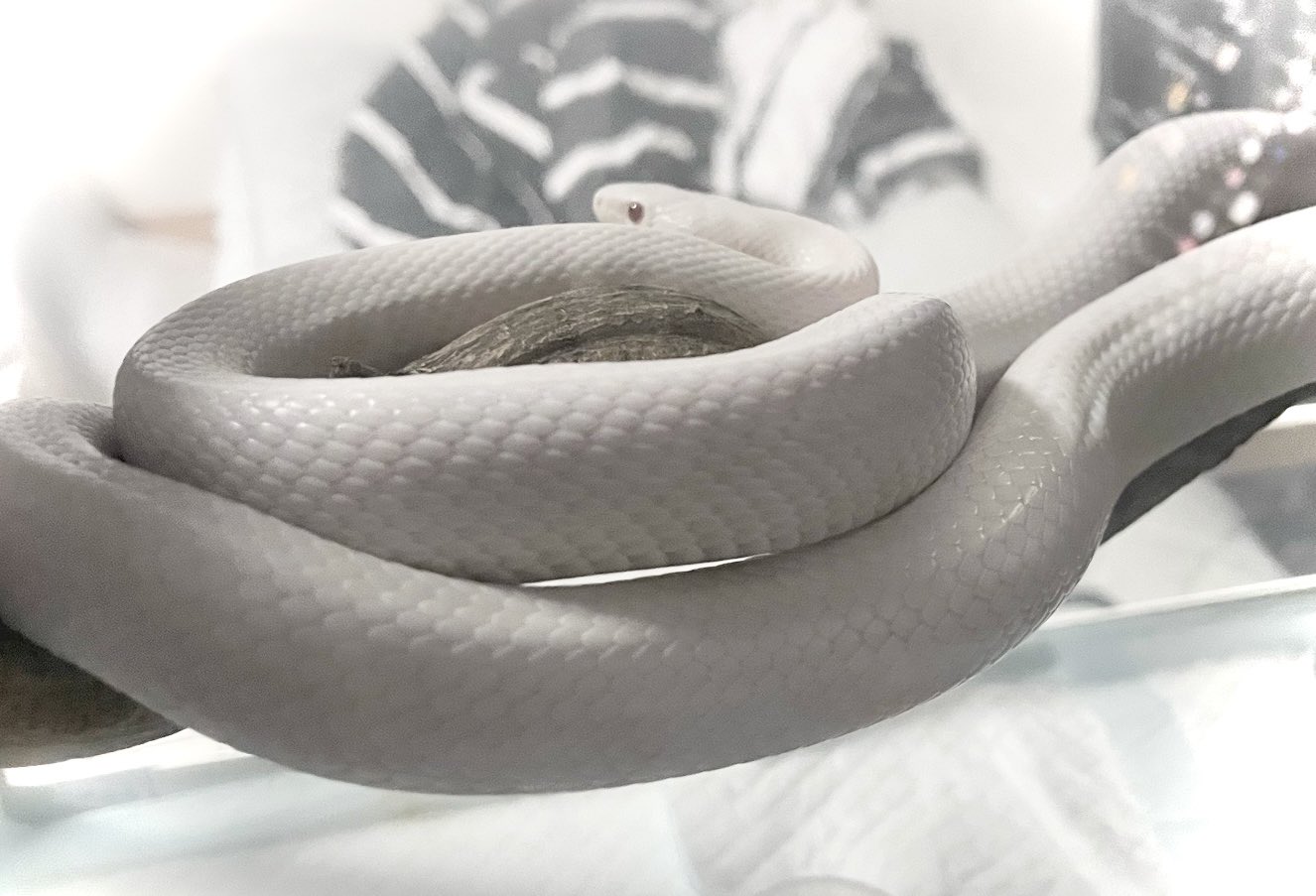 白い象と黒い蛇 白い象と黒い蛇 The jet black snake and the pure white snake