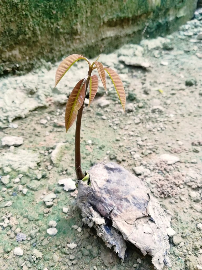 ☔️雨季の終わり、静かな庭に投げ捨てられたマンゴーの種が発芽したのを発見。
見つめていると、トロピカルなイメージも連想させられるが、生命の力強さ、普遍さを感じる。
#芽生え #生きる #ガンビア

以前の投稿より