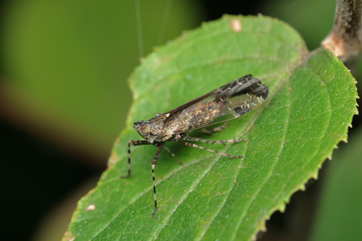 ツマグロスケバ
Orthopagus lunulifer Uhler, 1896
目立つところに止まっていたので1枚撮ってみたが，拡大してみると複眼の下に顆粒状の組織があって面白い．おそらく触角だろう．もっと頑張って頭部をマクロ撮影すればよかった．
2025-09-02，東京都にて