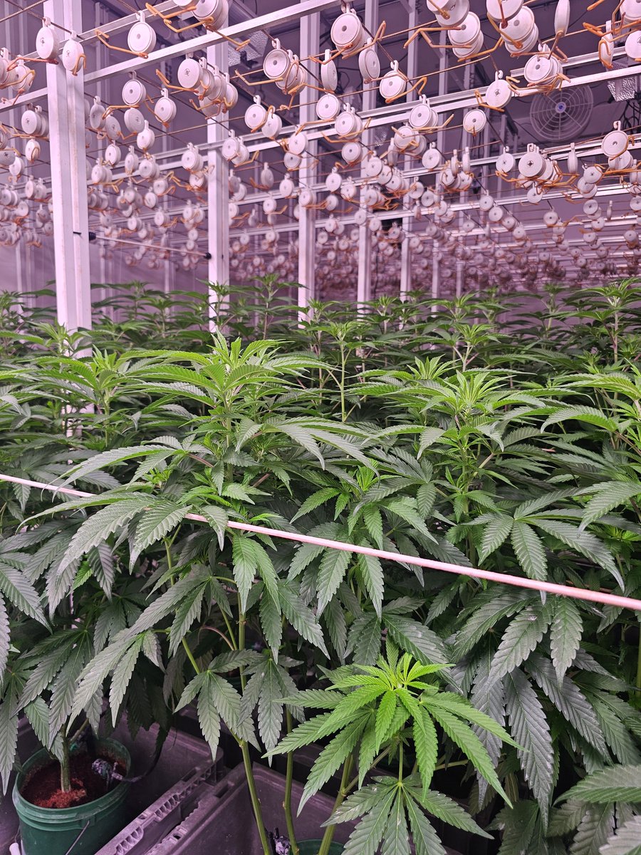 Capulator1's tweet photo. Being different is good. Anyone can follow someone else, but it takes balls to try something new and fail over and over until you give up and go back to square 1. 🤣

Today I took down LEDs and hung up HPS (again). https://t.co/bKKyg6Ix6Q
