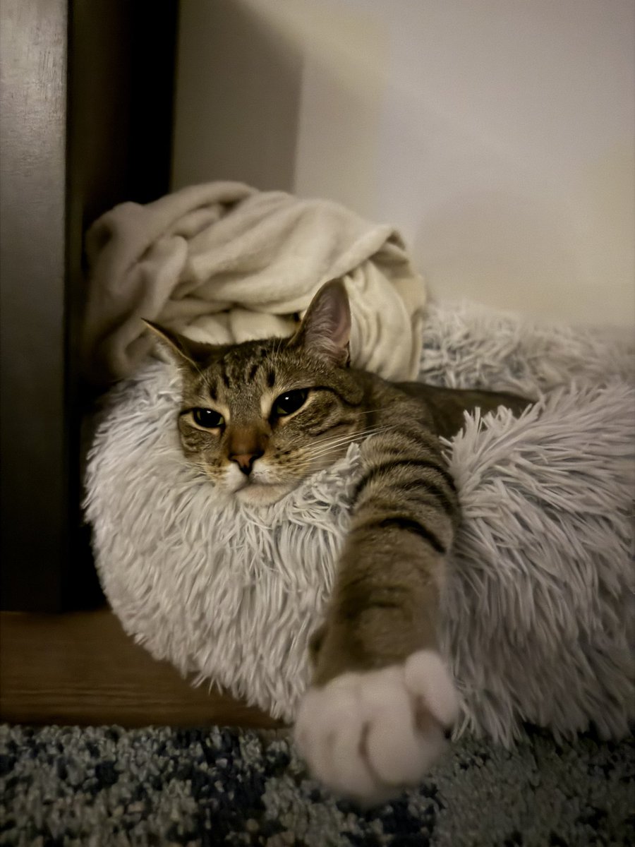 allijane32's tweet photo. @tru_fru my cat, Moose, is the best ever ❤️🥹 https://t.co/OrtG6T1zaN