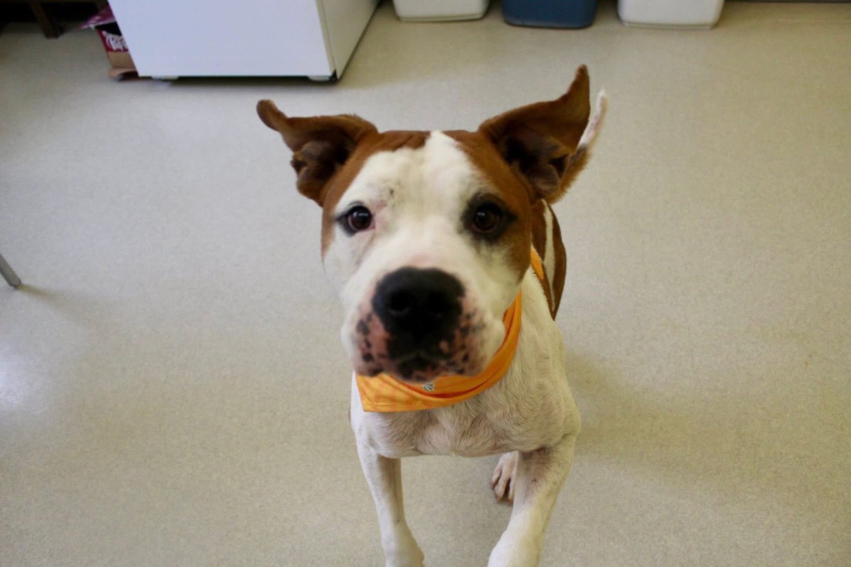 heyimbeccah's tweet photo. 🚨ALL WILL BE EUTHANIZED TOMORROW MORNING!!🚨

there is offers to help pay adoption fees ❤️🥺Please share if you can’t adopt. Transportation can be arranged!!!
 Let’s find them homes before it’s too late! 🐶✨

LOCATION: Dodge City, KS Animal Shelter 

ADOPT: Call (620) 225-1567 https://t.co/PccrVM5MjX