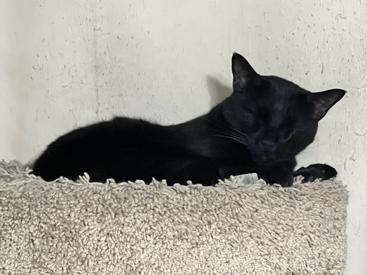 SkittlesFriends's tweet photo. Skittles: Tell me how does Phantom who looks so innocent when lying on Bedroom condo at night be the same cat that chases, ambushes, and annoys us all day be the same cat.
๐น๐น๐น
#MondayThoughts
#CatsOfTwitter
#InnocentCat
#Panfur https://t.co/fwaeTuvLc1