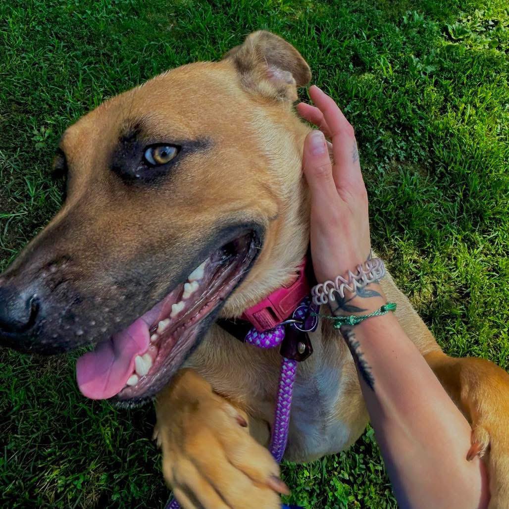 LisaBrabson's tweet image. PRINCESS DAISY 3yo,55lbs
She is absolutely GORGEOUS!
Beautiful orange coat,amazing golden eyes & what a glorious smile!
Super smart,social,well mannered,she will fill your life with unconditional love if u just save hers
PLZ #ADOPT #FOSTER OR #PLEDGE FOR RESCUE⛑️ #Greenville #SC
