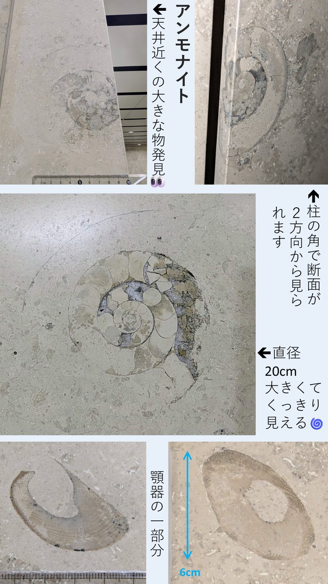 化石　A-3 ワリセロプスT21｜恐竜・化石グッズの専門店 ふぉっしる