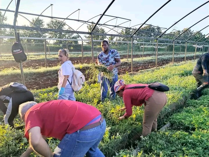 harleidis1's tweet photo. El pasado domingo los cuadros de la #CtcLaHabana participamos en Trabajo Voluntario en la UEB de Plantas Medicinales del municipio Boyeros.
#100AñosConFidel 
#CubaConVenezuela https://t.co/QM8Fq7a3nS