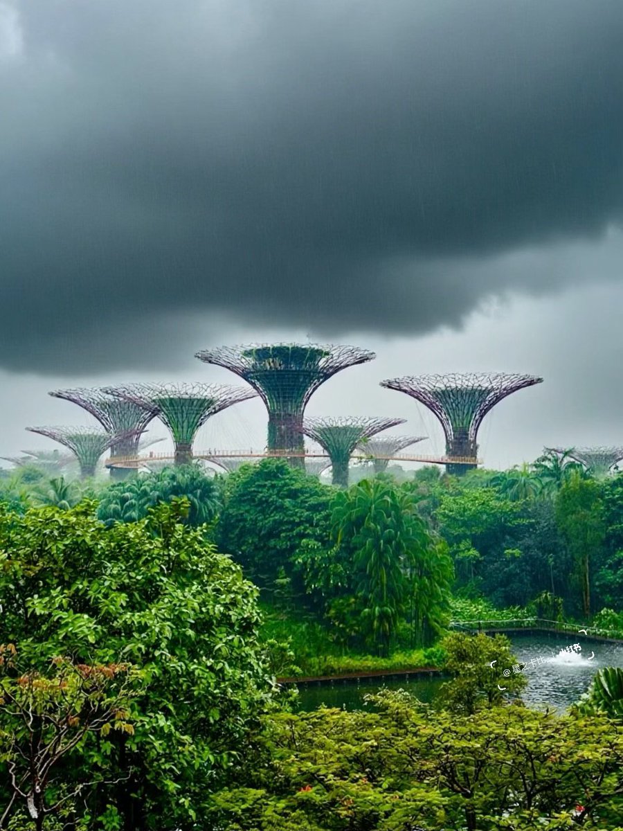 CorevcShort's tweet image. シンガポールの今の様子、来たときは元気だったのに帰れなくなっちゃった、あはは。 シンガポールに旅行を考えているお友だちには、もう少し時間を置いてから来るのをおすすめしますね〜☔️ #シンガポール #雨 #旅行