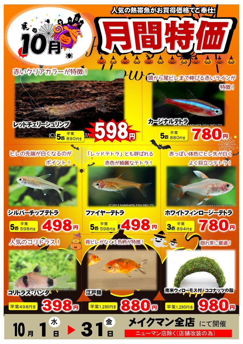 その他 最終値下げ‼️熱帯魚レッドマンキー