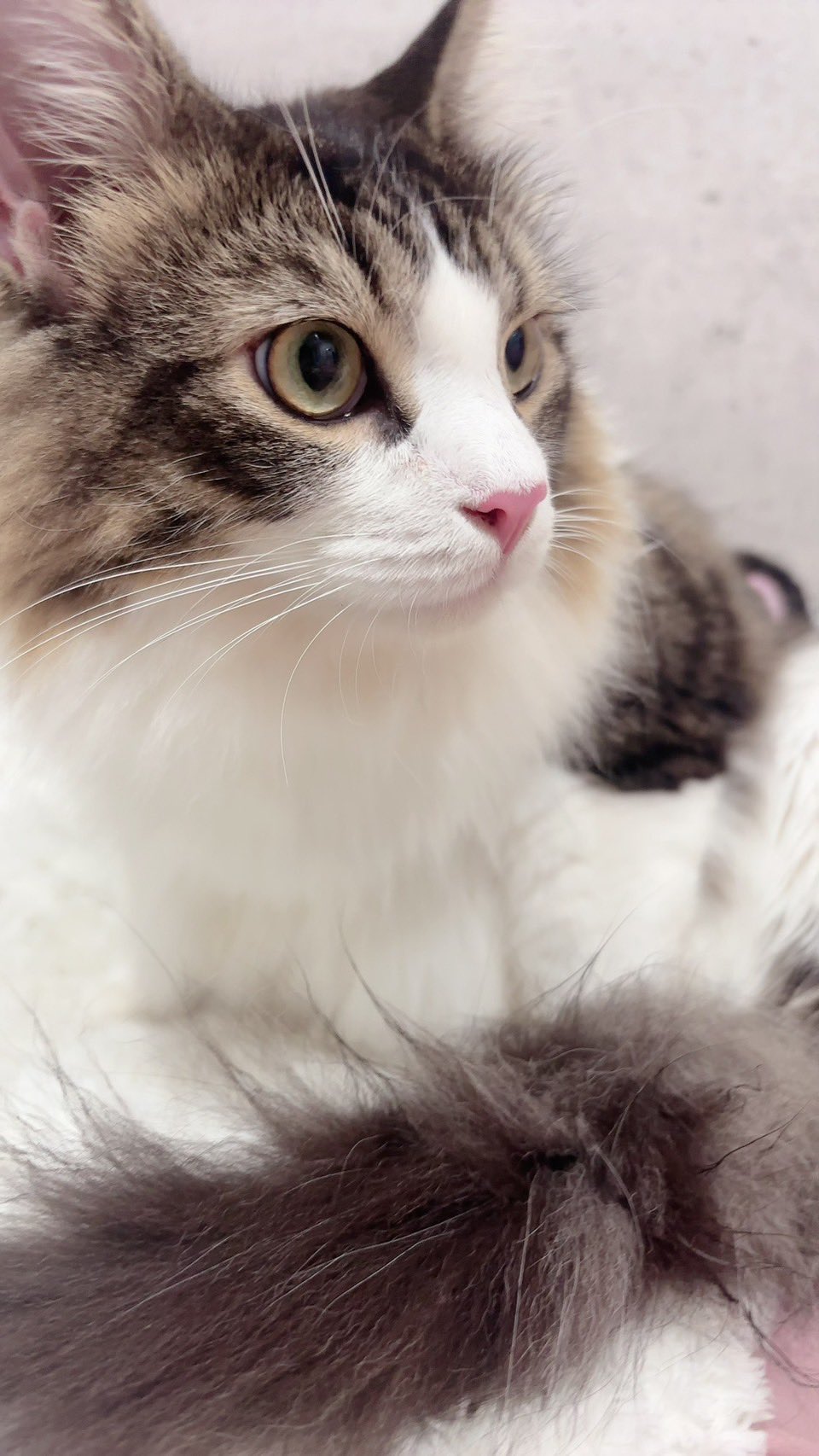 しろねこ on X: 