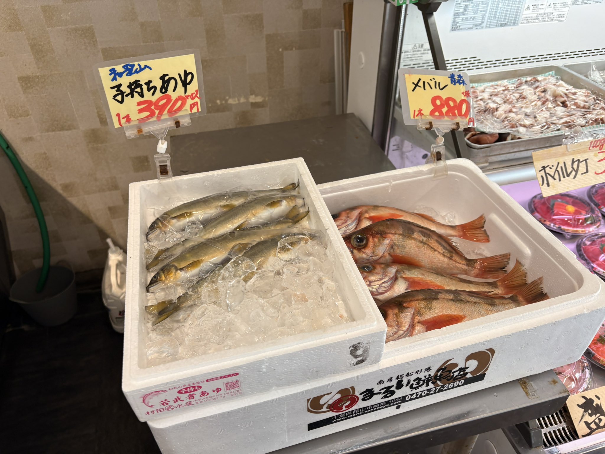 武蔵境おさかな家さん【北口店】 (@mosakanakita) / X
