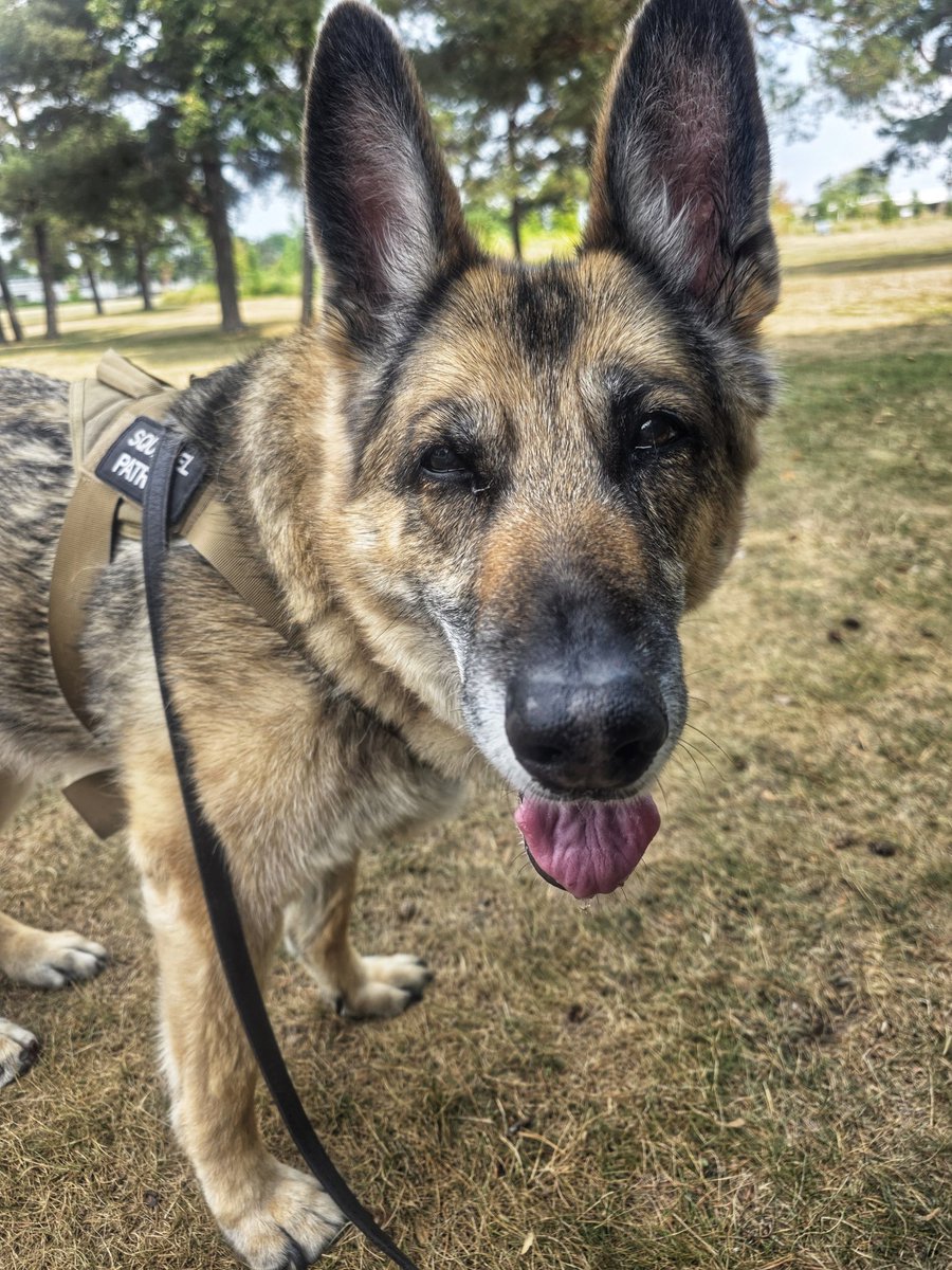 WalkinDogwalk's tweet photo. Happy #tongueoutTuesday from our sweet Filly, who is all ears today!
🥰❤️🐶🐕🐾❤️😜
#TOT #sillyFilly #satellitesforears #walkinthedog https://t.co/WRxWsCGN1L