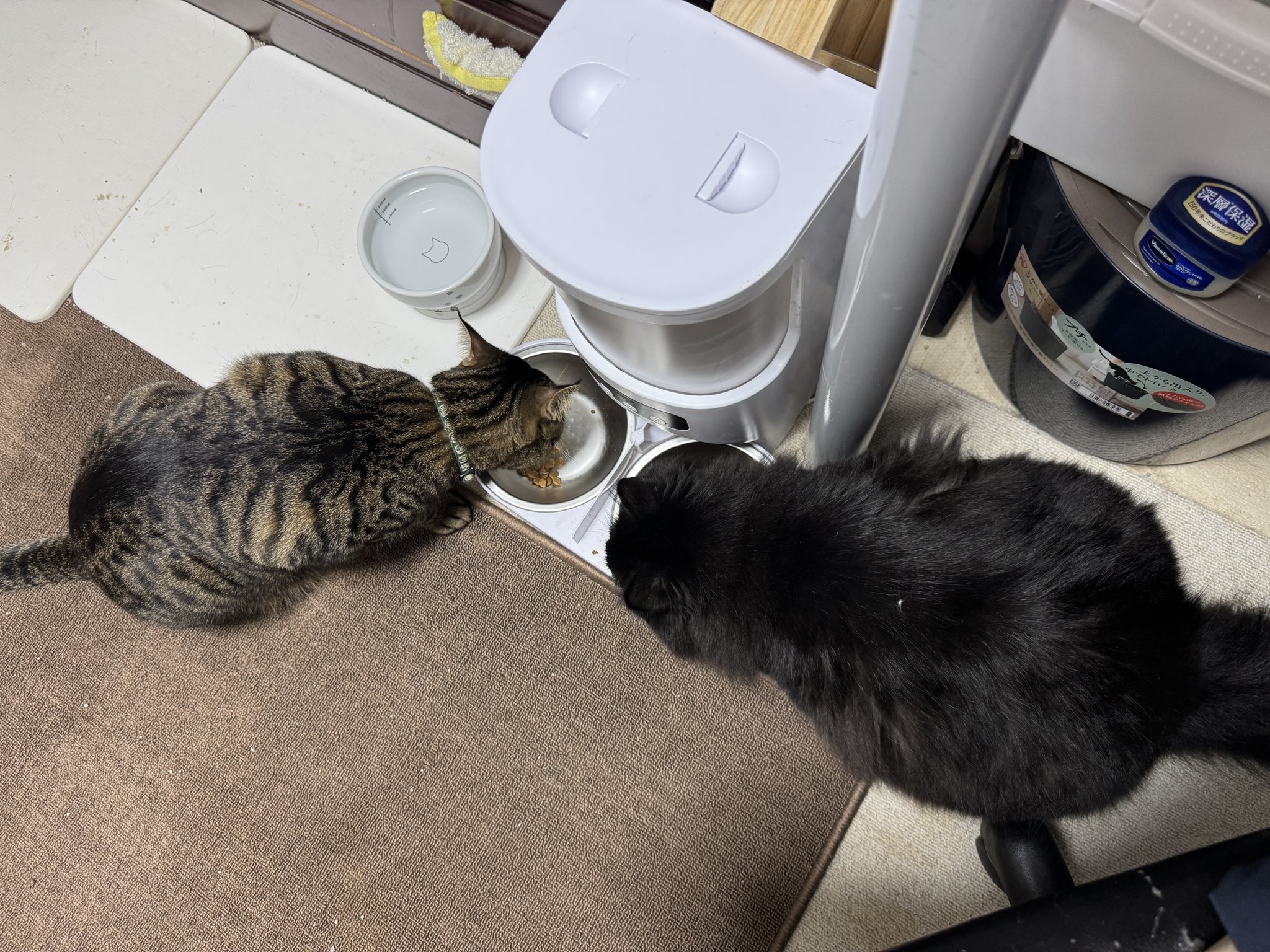 猫B 値下げしました！ B-SIDE LABEL 猫の友達のハムスター 黒猫 ホシノジン - メルカリ