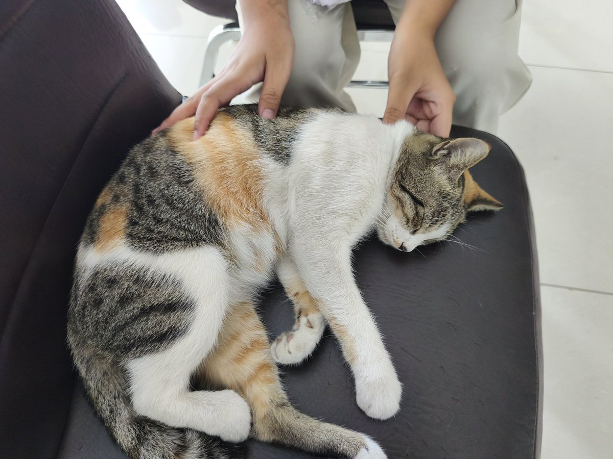 lunetheria's tweet photo. kucing gembul tower 1 https://t.co/NESfB2C0F8