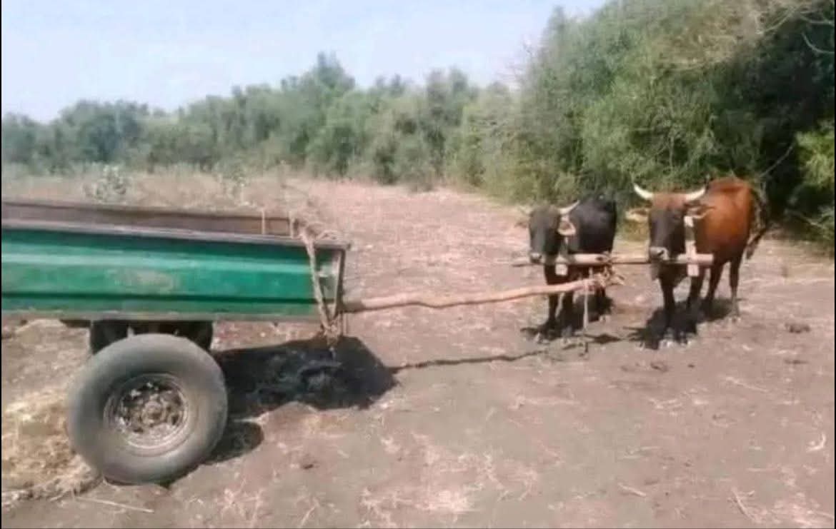 Lero gululu ndi Ng’ombe zitayang’ana ku Chani paja?