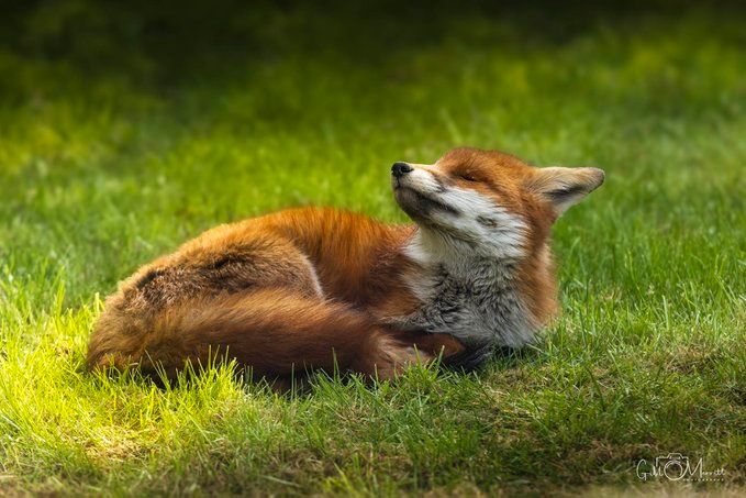 ChrisGPackham's tweet image. Thank you to @GillMerritt2 for this morning&apos;s #FoxOfTheDay !