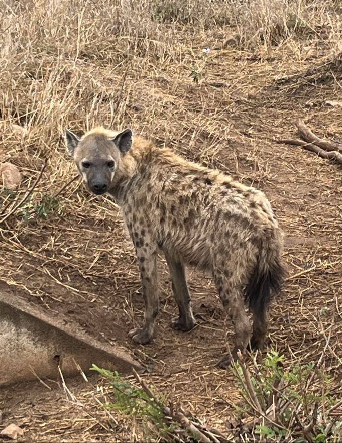 HYENA STATION  Prehistoric Animatronic Hyena Animal Exhibit | MyDinosaurs