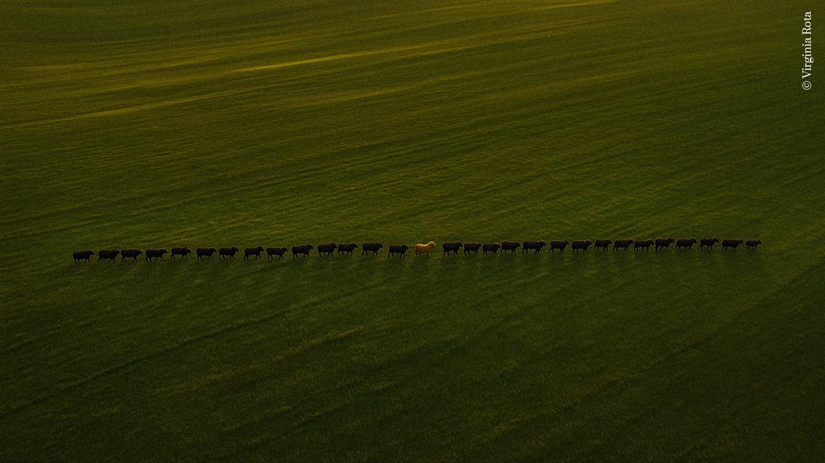 🎭 El hambre imposible de ser normal
por Teatro Invisibles

📍 <a href="/teatrobarrio/">Teatro del Barrio</a> 
📅 2-3/10 19:30hs

🌱 Un equipo  con experiencias vitales profundas — cáncer, VIH, intentos de suicidio, bipolaridad… — para cuestionar el “ser normal”.

🔗 madrid.org/surgemadrid/20…

#SURGEMadrid2025