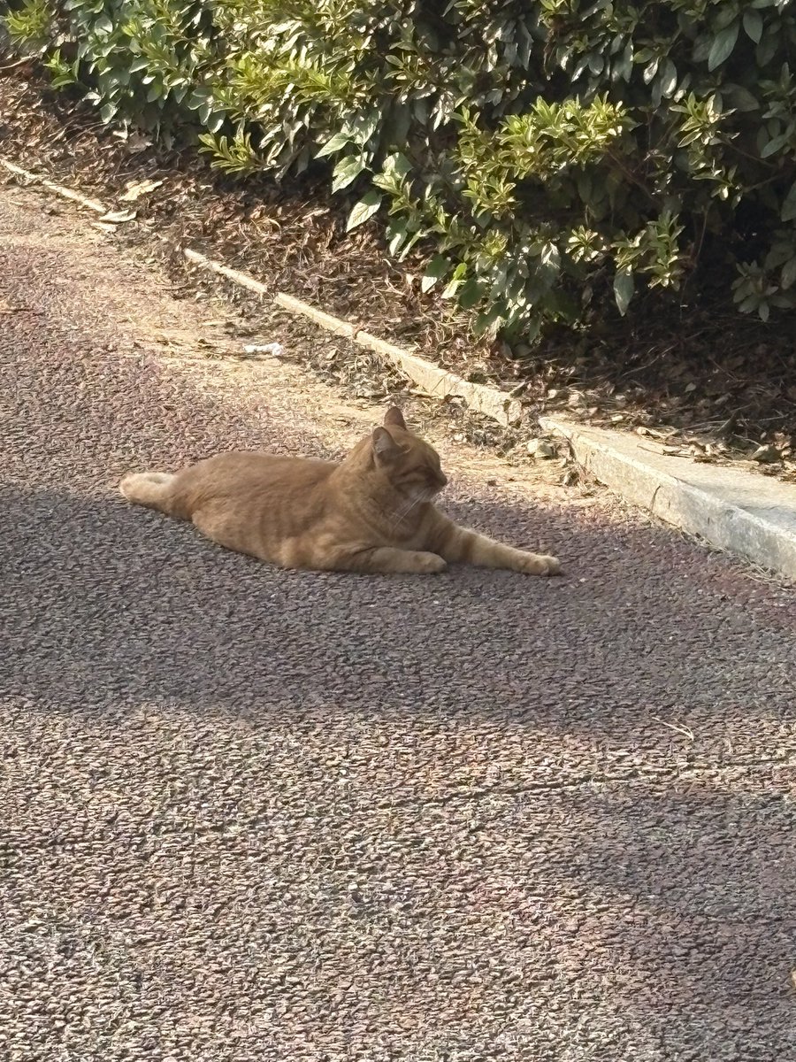 고양이 이거 무슨일이야