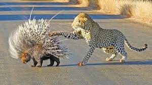 VirtualsAddict's tweet image. پسره در حال ک حلقه دستشه روبروی دختره زانو میزنه.
بعد از چندین دقیقه خاموشی دختر ب پسر می گوید.
بگو ک بعلی رو بشنوی.
پسر می گوید.
حاضری ی عمر سوارت شم؟
دختر البته ک بعلی.
اینکه کی کی رو ی عمر سوار میشه 
تخت خواب تعیین می کند.
همین