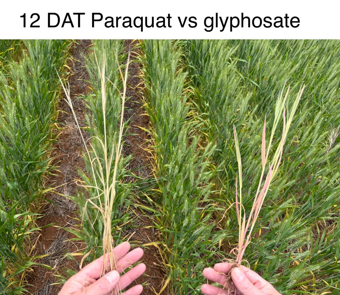 Always good to see the success of shielded spraying. Mopping up low numbers the key to keeping things clean 🧽.Handy to clean up brome without using group 1 or imi + residues. Loss of paraquat may alter future mixes. <a href="/CropDoctor54/">Chris Davey</a> <a href="/WeedSmartAU/">WeedSmart</a> <a href="/robbert115/">Roberto Busi</a> <a href="/agrobaz/">Barry Haskins</a> <a href="/SeanM_DMAg_SA/">Sean Matthewson</a>