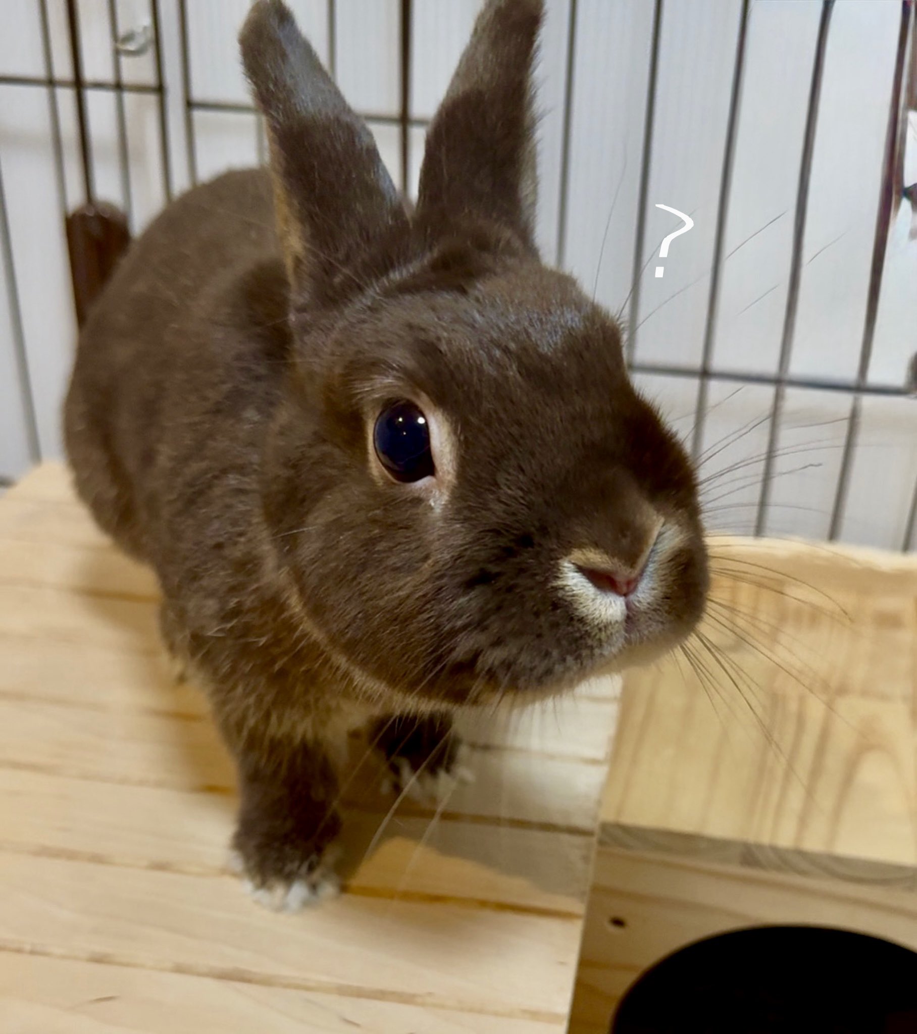 うさぎのちょこ日記🐰 on X: 