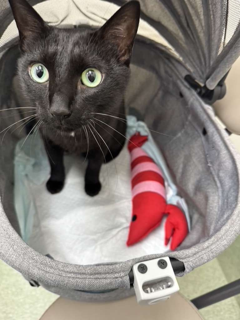 you_me_ahp's tweet photo. 葛飾区からお越しの「譲慈」ちゃんです❣️
他院でラゲブリオ(モルヌピラビル)の治療を行い、うまく行かなかった子ですが、頑張って寛解❣️今では普通の猫さんです‼️
#モヌルピラビル治療失敗
#FIP
#猫伝染性腹膜炎
#Xraphconn https://t.co/sM1Slqdj3e