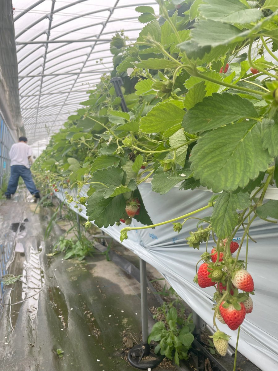 kamiya lab.(群馬大学 神谷研究室) tweet media