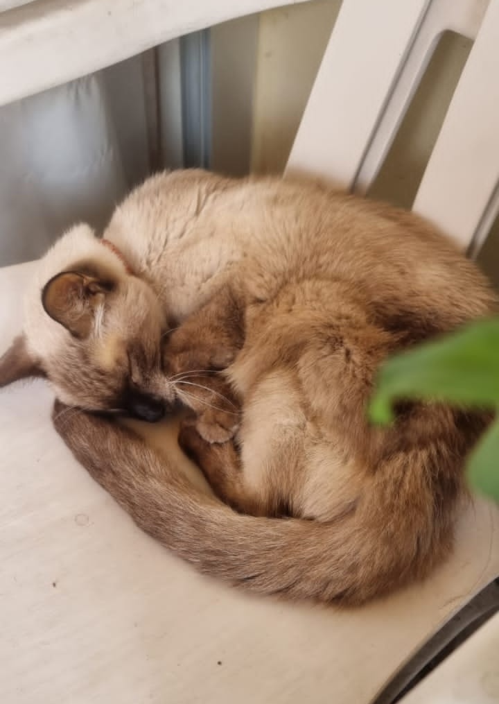 Ma Chérie tweet media