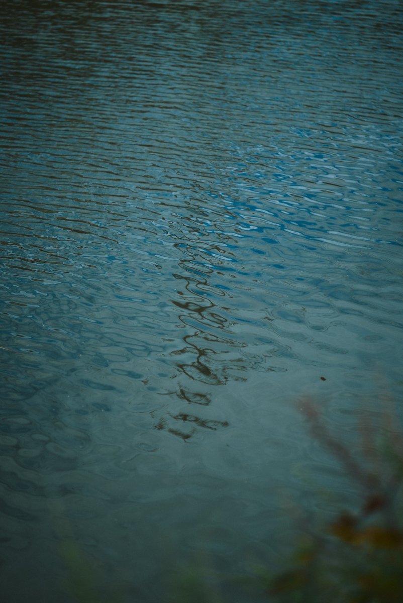 shintake_photo's tweet image. Fragments