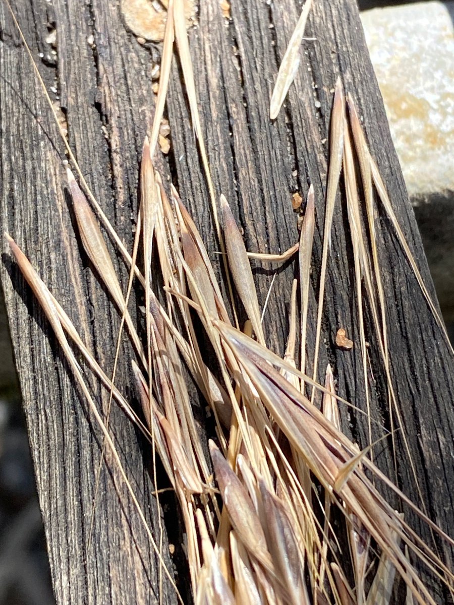 It’s time to collect barley and brome grass for seed resistance testing. At UWA we will test for resistance - mainly SU, IMI, FOP and DIM - in autumn 2026.