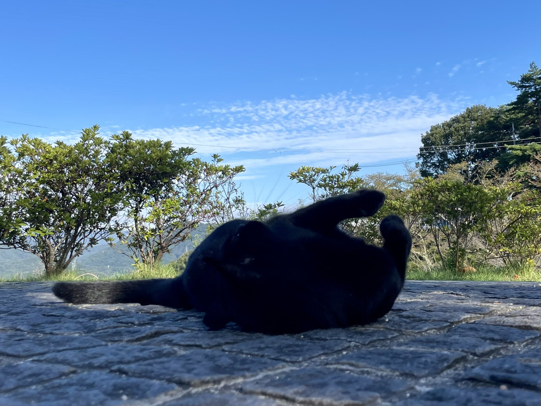 重ねこ鏡餅　b(小) ② 重ねこ鏡餅 b(小) ② 重ねこ鏡餅 b(小) （おトク】 重ねこ鏡餅 b