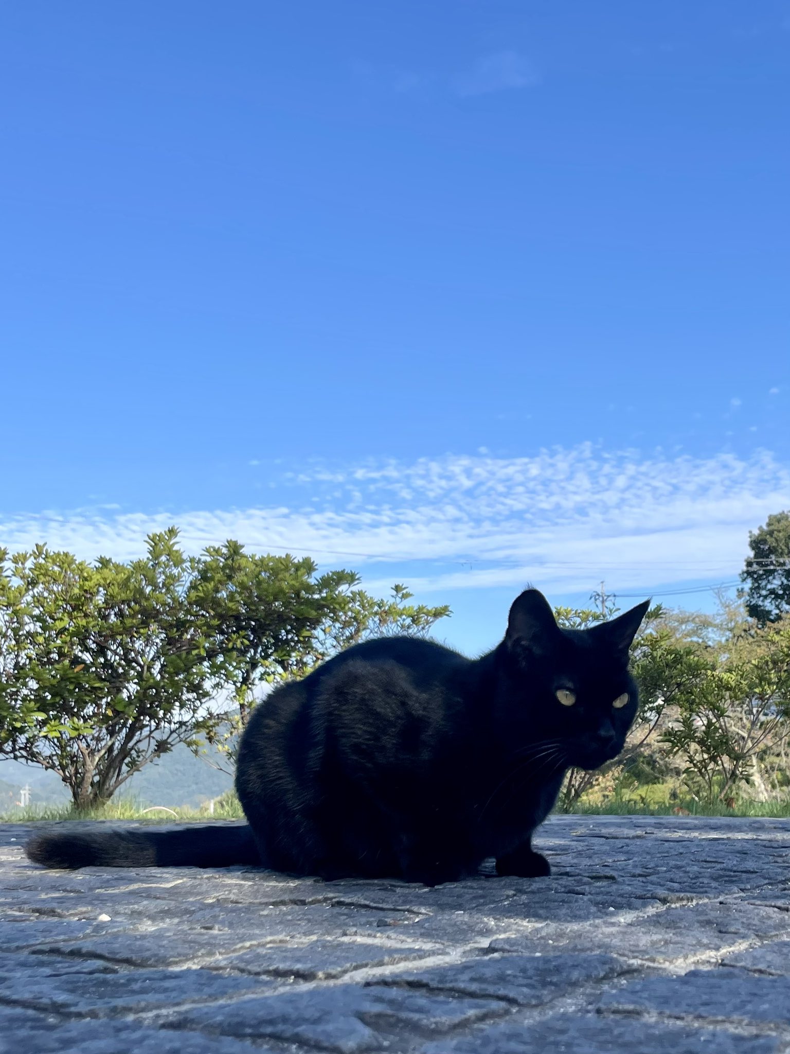 黒猫ちゃん　おめでとう 黒猫ちゃん おめでとう 黒猫ちゃんぬいぐるみ】イラストレーター