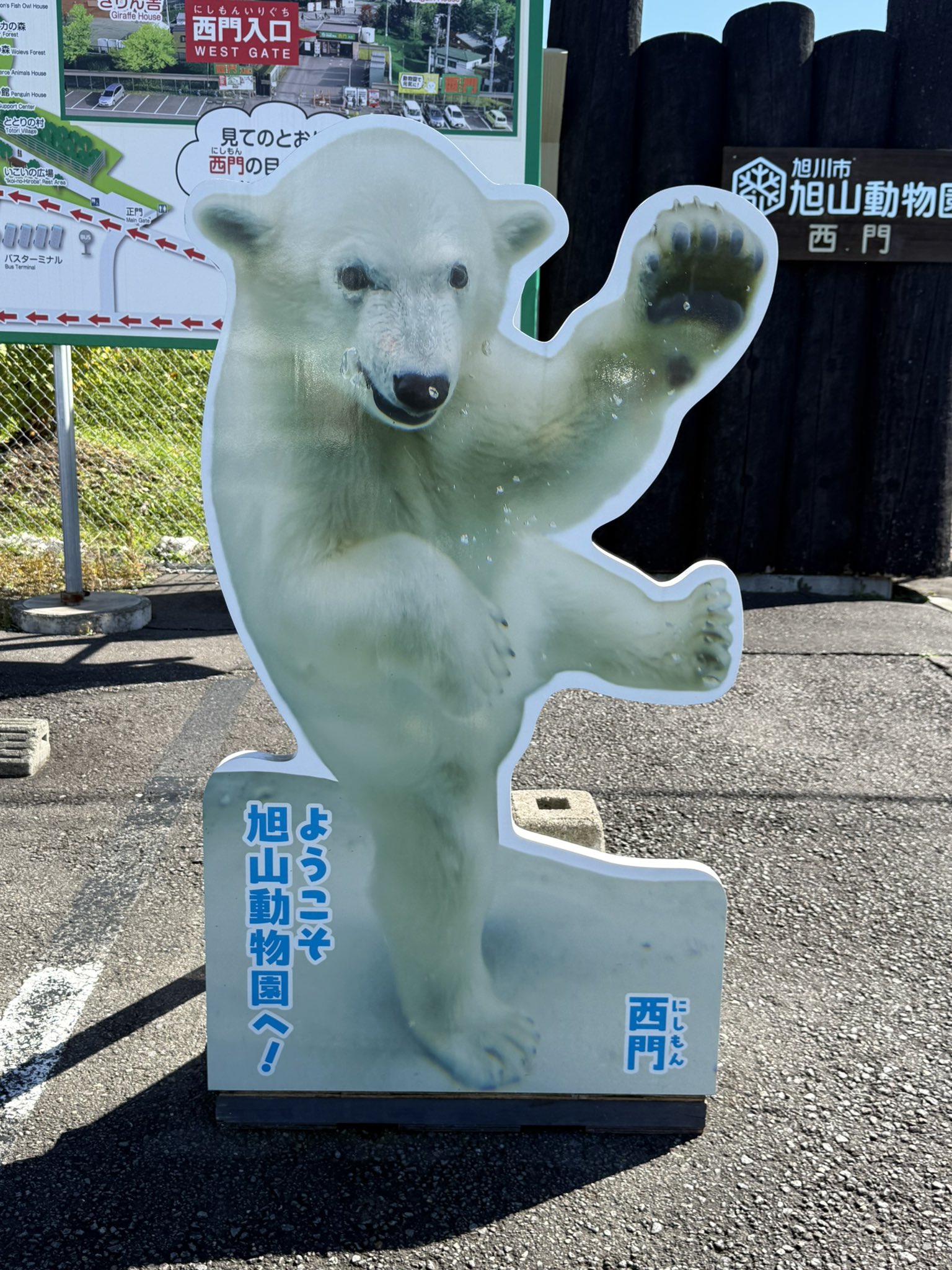 かめれおんです❗️オランウータン　旭山動物園　レトロ　初代　レア　希少❣️ かめれおんです❗️オランウータン 旭山動物園 レトロ 初代 レア