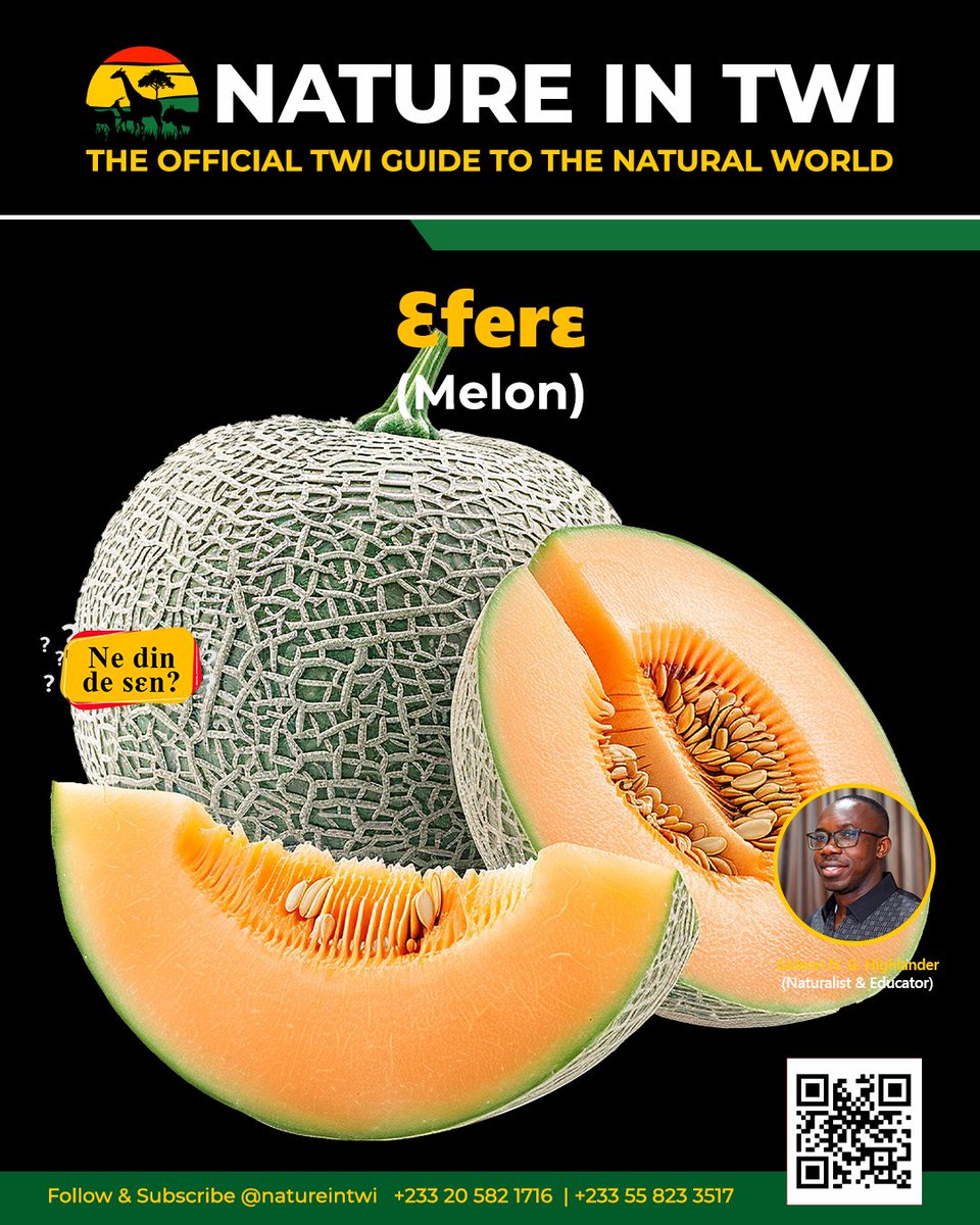 natureintwi's tweet photo. Did you know that Melon has different names in the various Twi dialects? In this episode, we're focusing on its name in Asante Twi. Watch to find out what they are and impress your friends with your new vocabulary!
#natureintwi #ghanawildlife #ghananature #africanwildlife https://t.co/7bYoQDVmzV